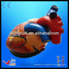 HR-307 Modelo humano del corazón de la anatomía del niño humano, corazón anatómico